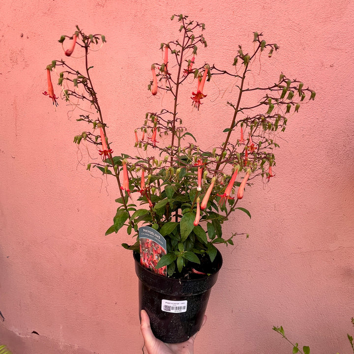 Phygelius ‘Orange’ - Cape Fuchsia ‘Orange’
