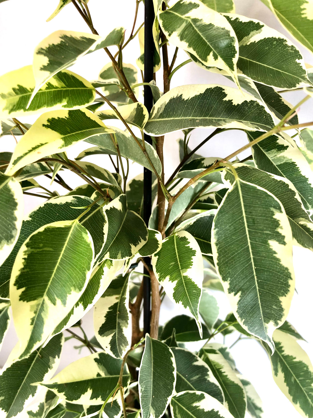 Ficus Benjamina 'Samantha'  - Weeping fig