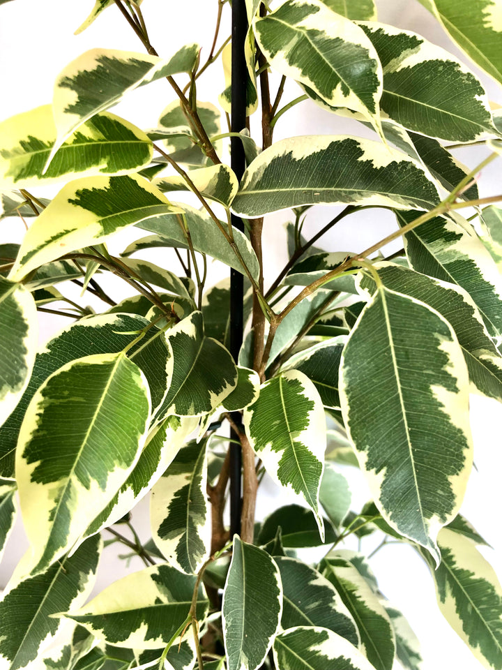 Ficus Benjamina 'Samantha'  - Weeping fig