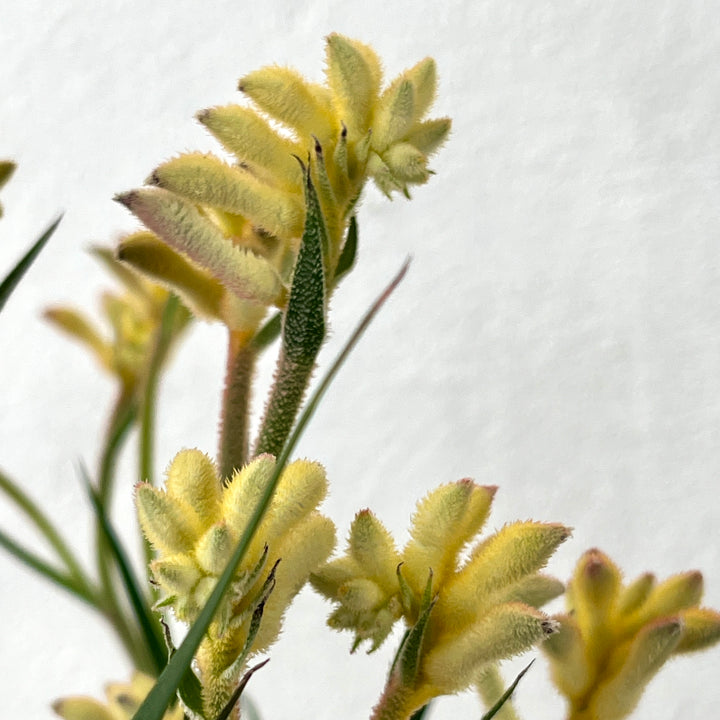RESCUE Anigozanthos Yellow- Kangaroo Paw