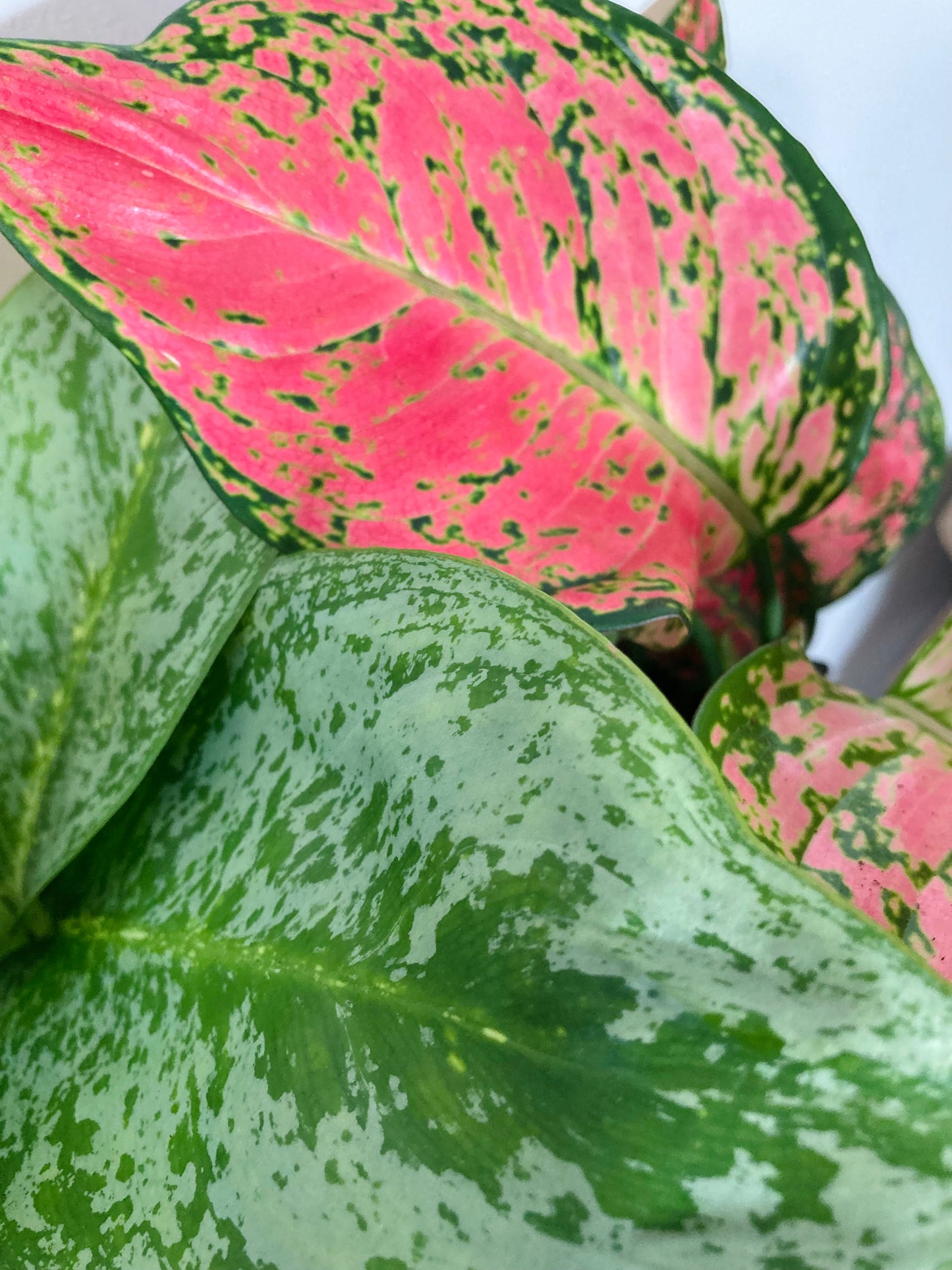 Aglaonema Mix