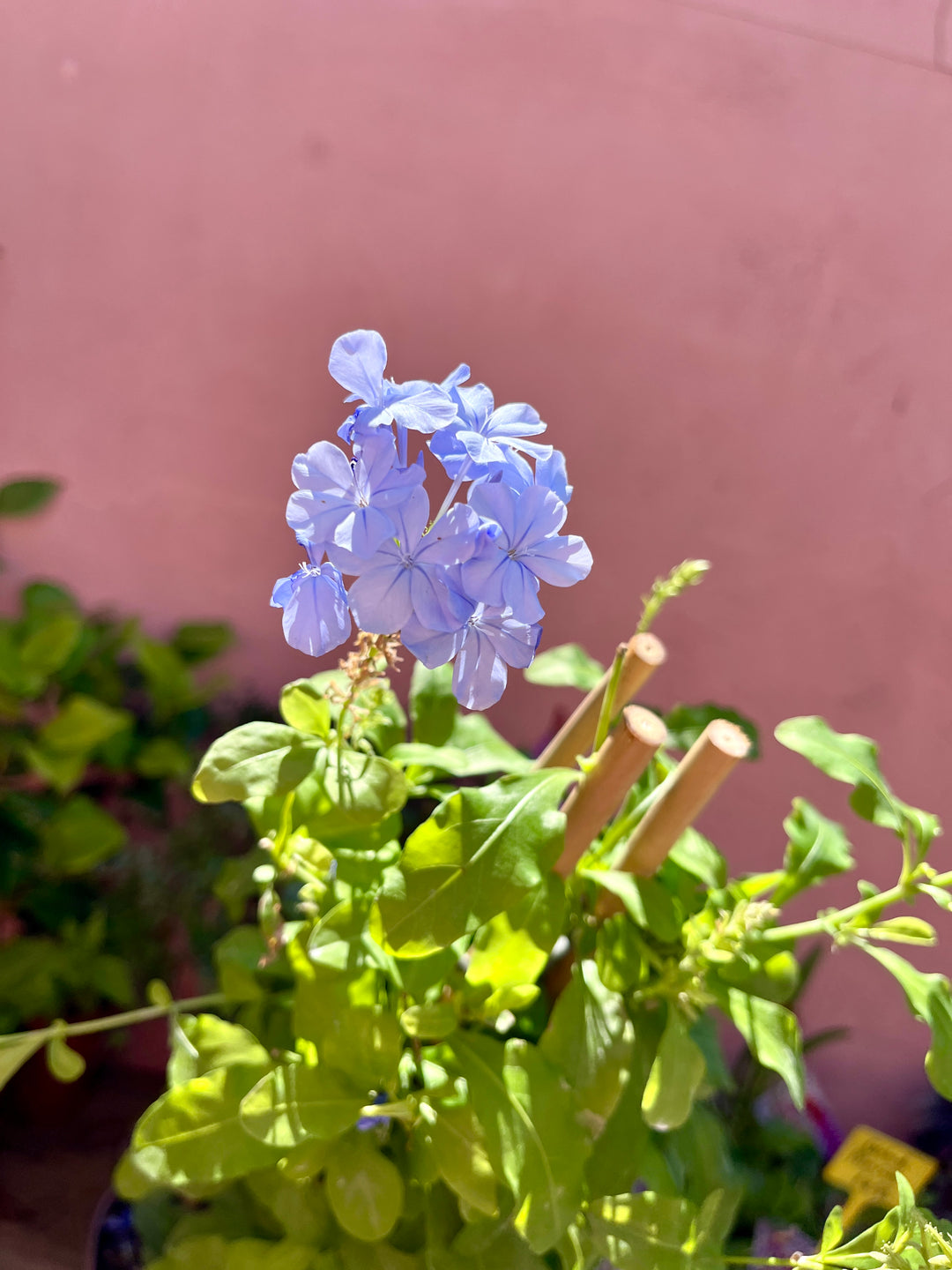 Plumbago auriculata - Cape leadwort