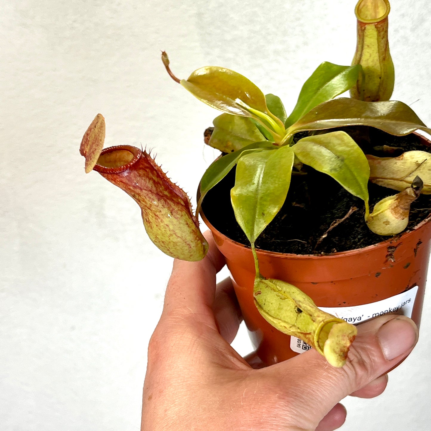 Nepenthes ‘Gaya’ - monkey jars