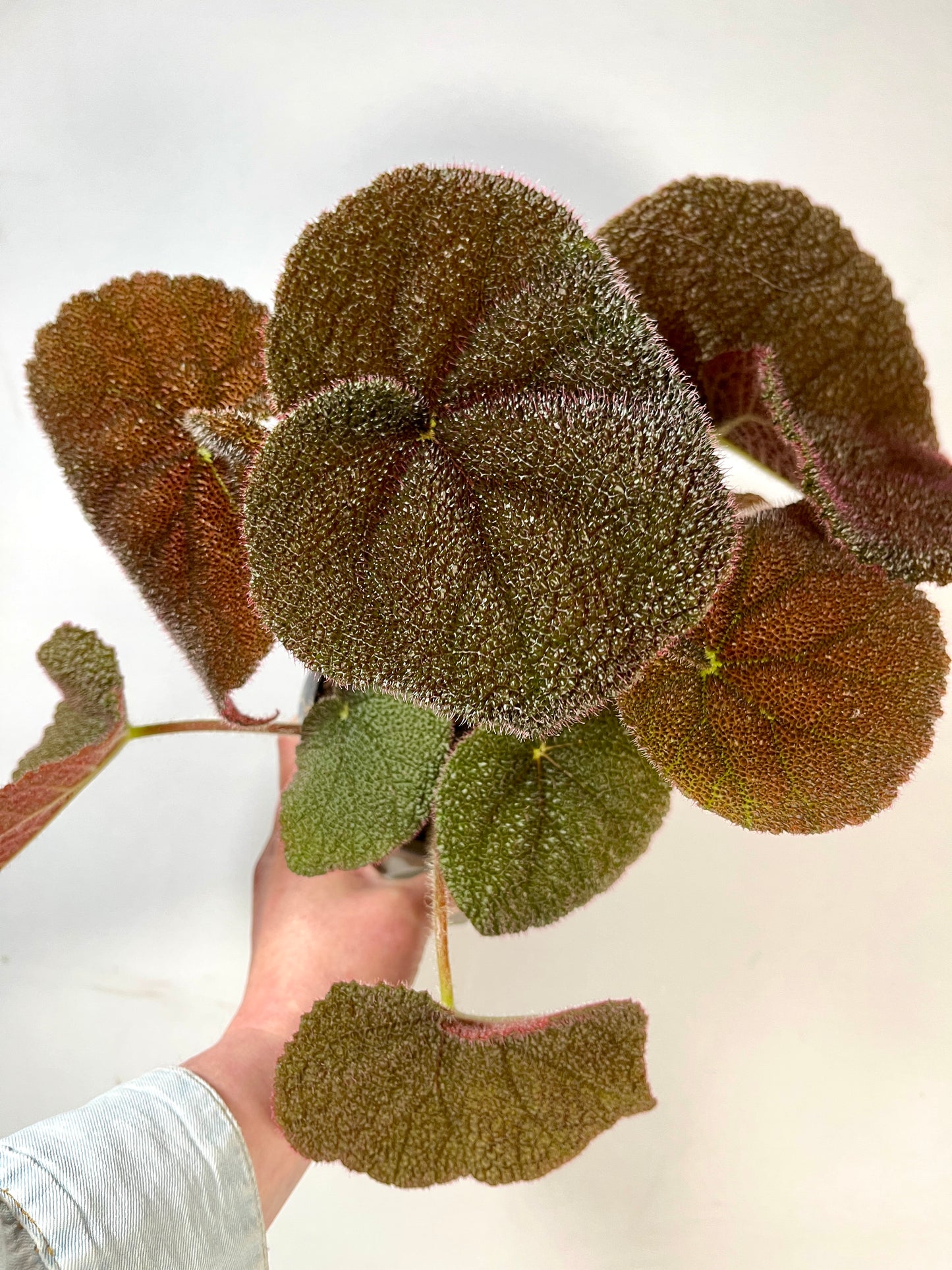 Begonia Masoniana River