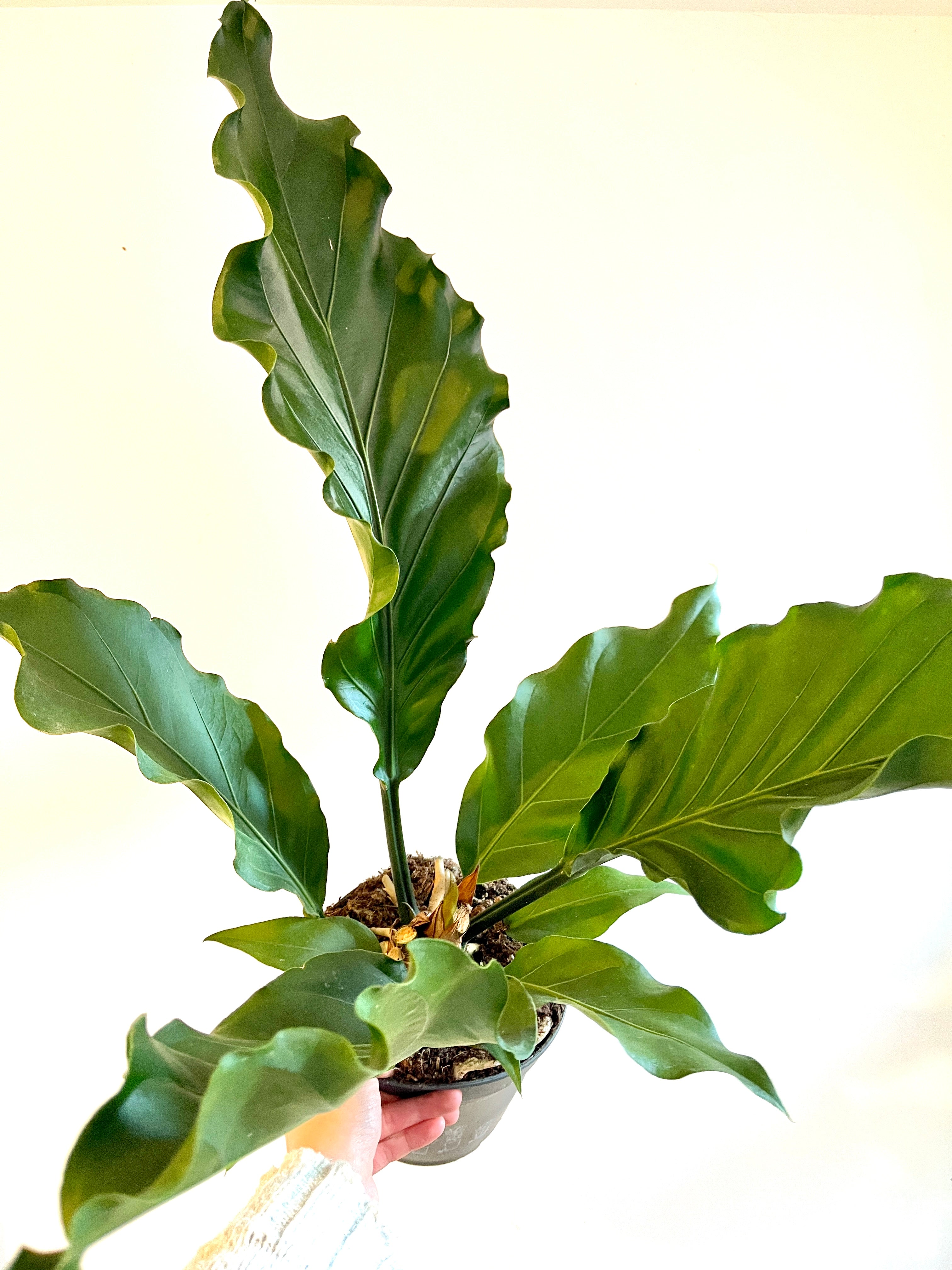 anthurium hookeri care Anthurium hookeri