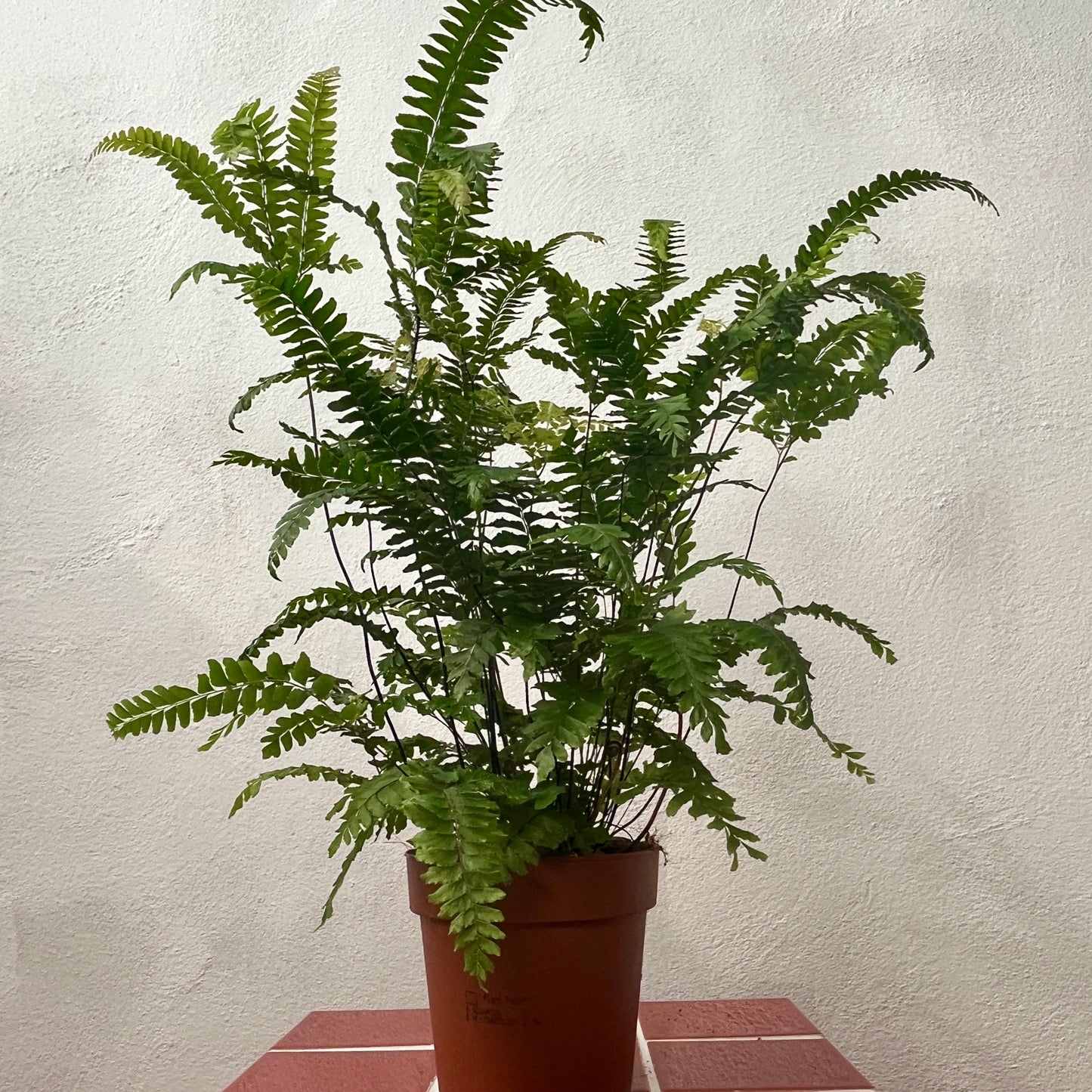 Adiantum ‘Bronze Venus’, - Bronze Venus Maidenhair Fern,