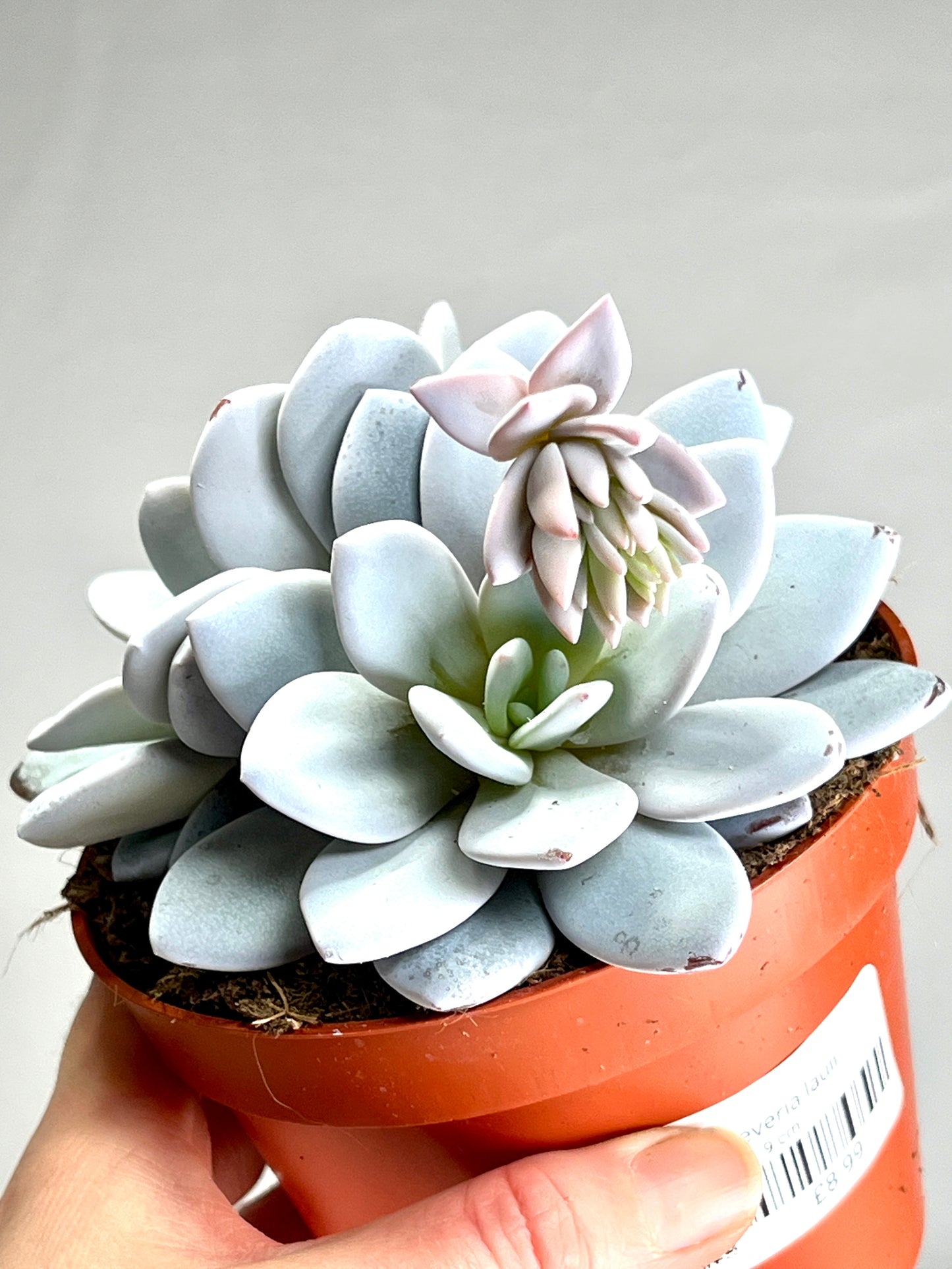 Echeveria Lauii