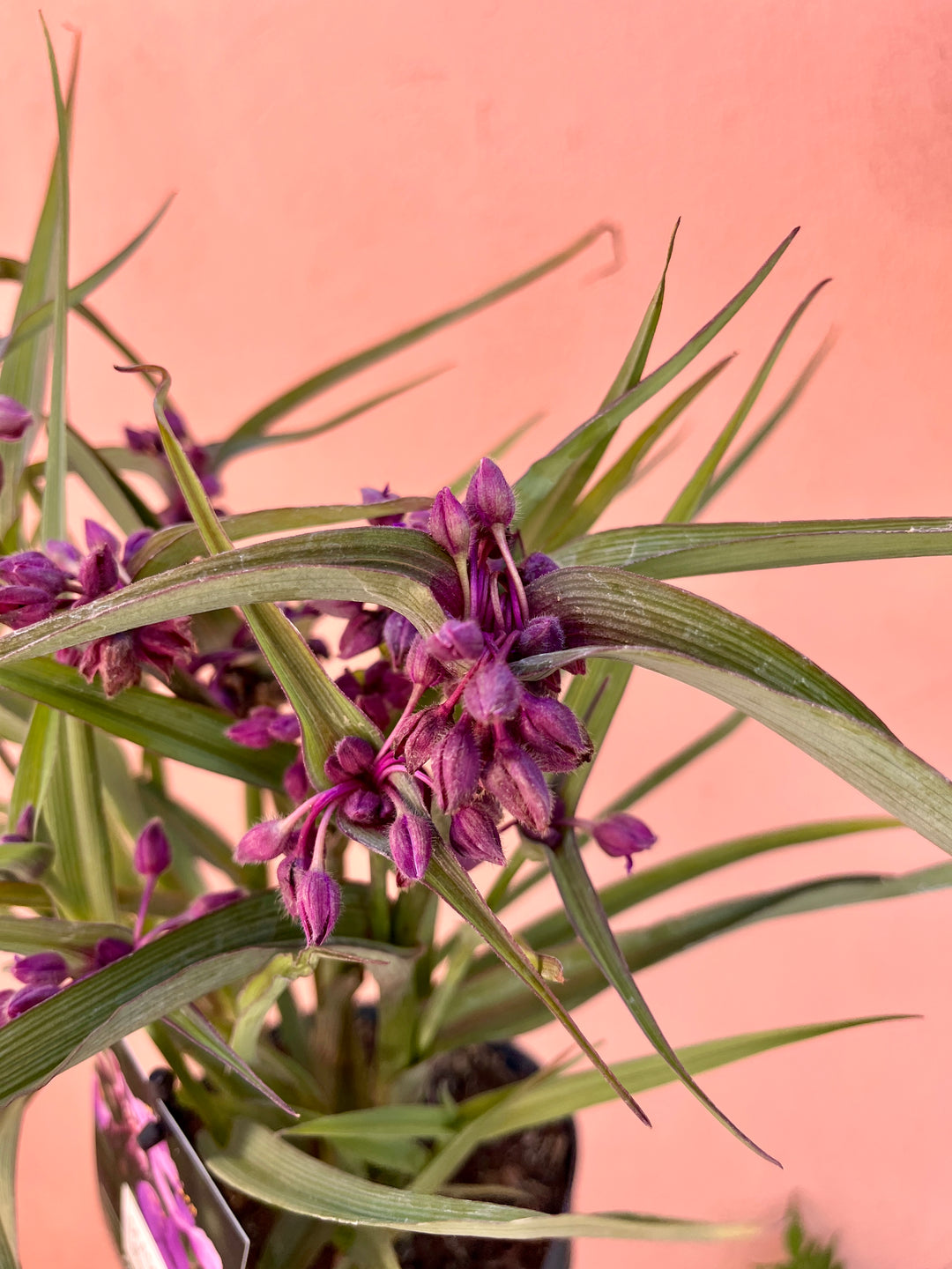 Tradescantia ‘JS Brainstorm’ -Spider Lily