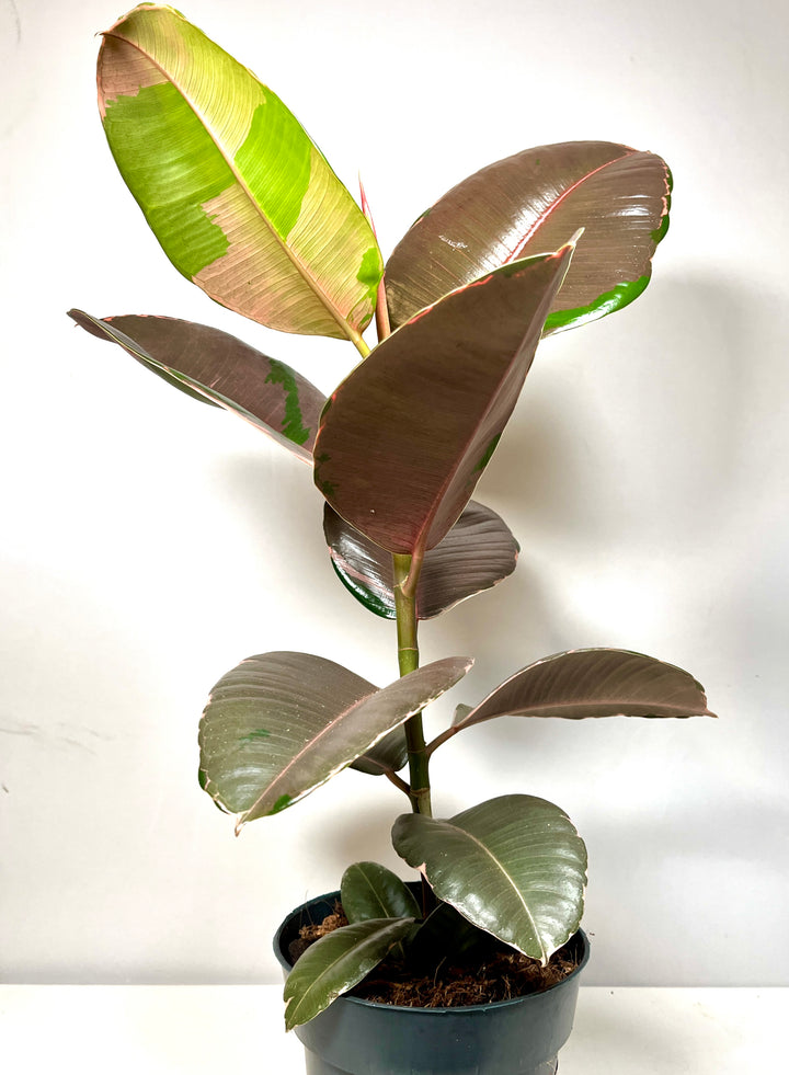 Ficus Pink Camouflage