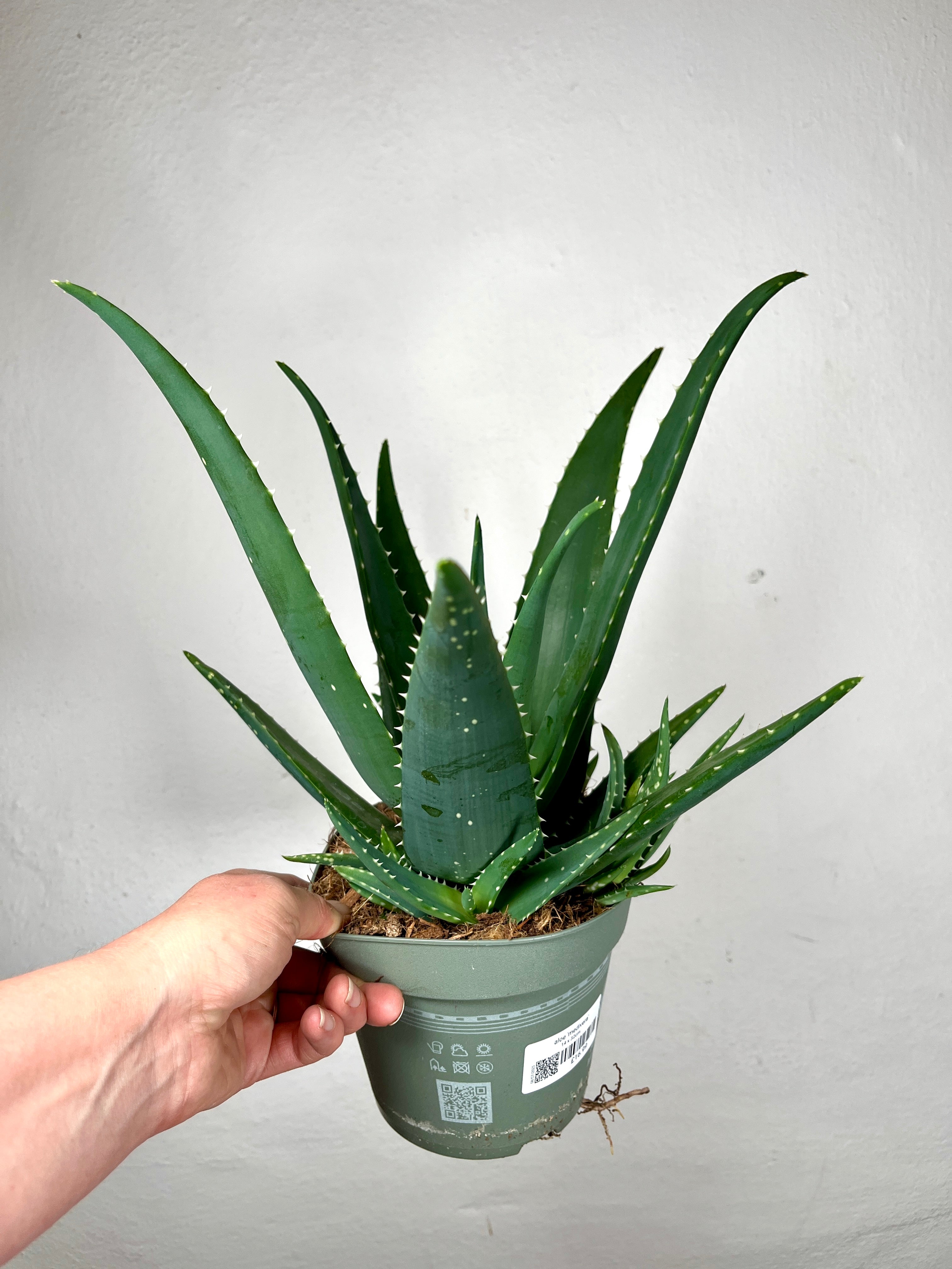 aloe vera plant for eyebrows Aloe 'Medivera' – Medicinal Aloe Hybrid for Indoors – Plant Studio