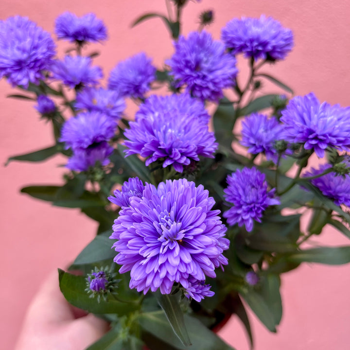 Aster novi-belgii ‘Blue’ New York Aster ‘Blue’ - Michaelmas Daisy
