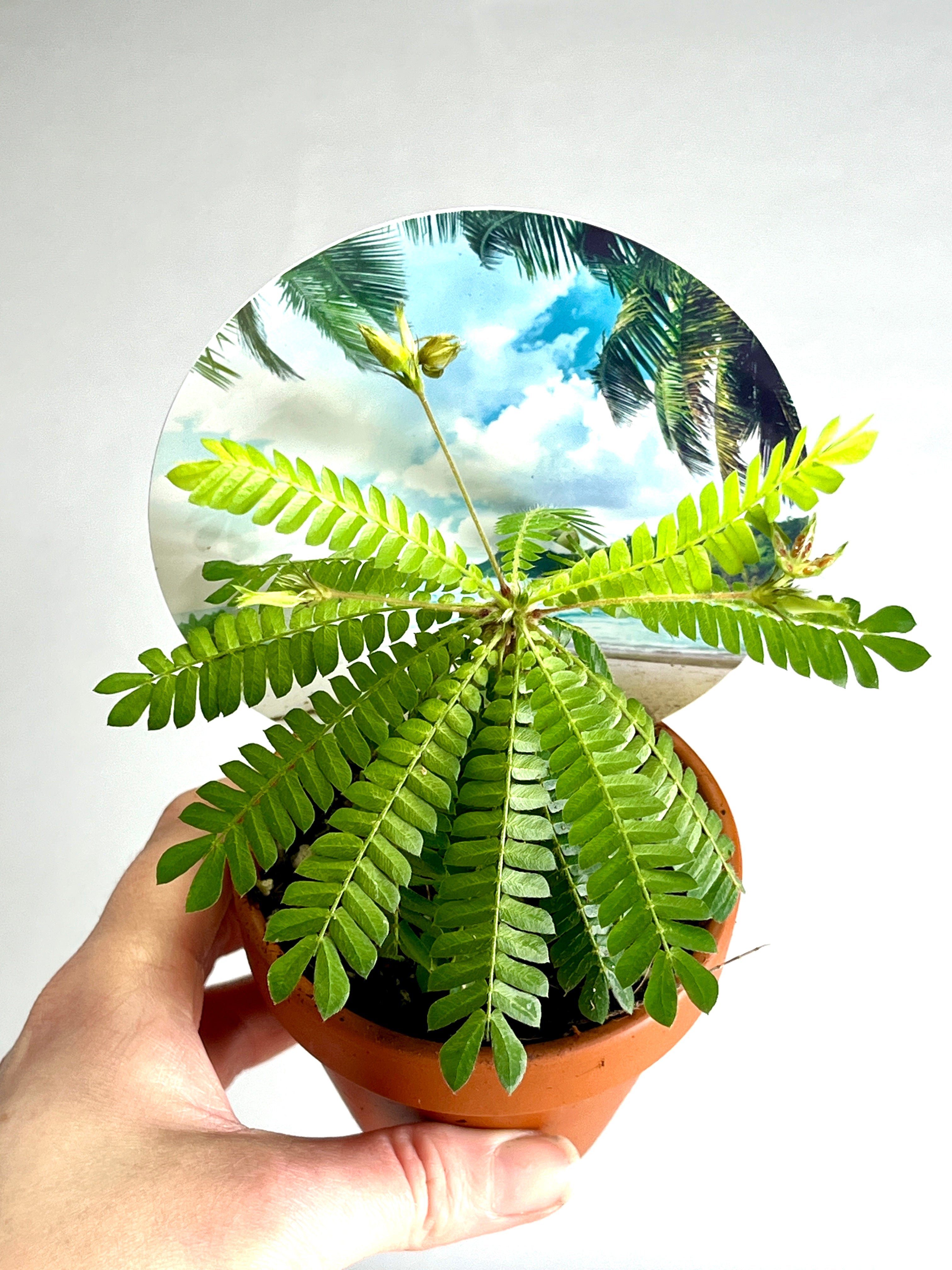 tiny palm tree plant Biophitum Sensitivum