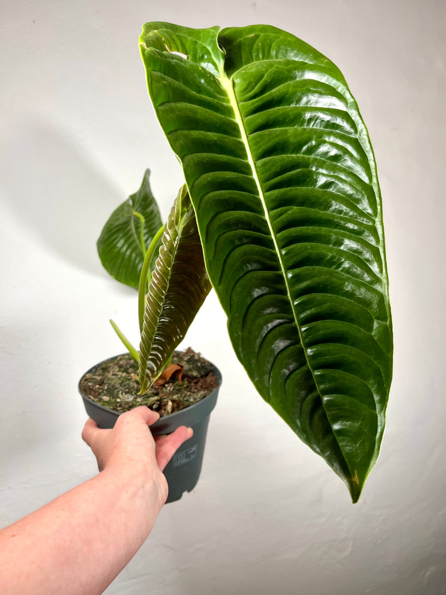 Anthurium Veitchii – King Anthurium