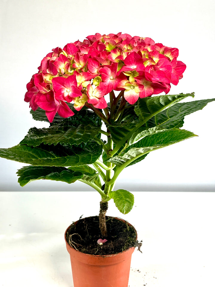 Hydrangea Hi Flame Red