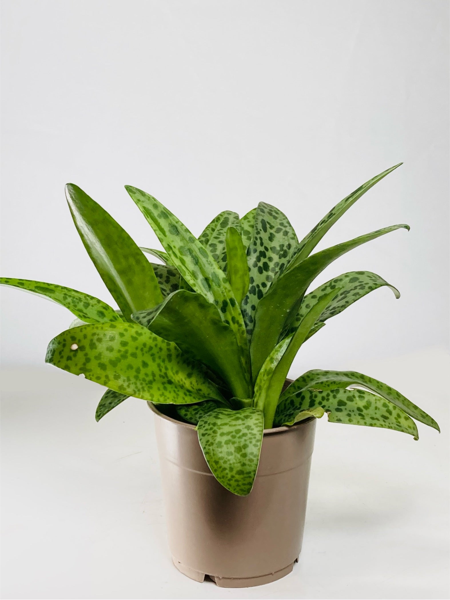 silver squill plant indoor care Drimiopsis Kirkii