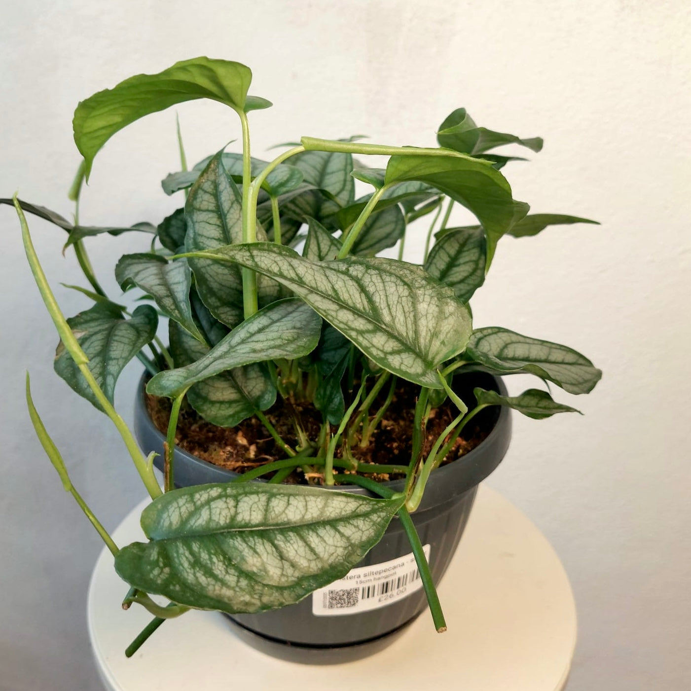 Monstera Siltepecana - Silver Monstera