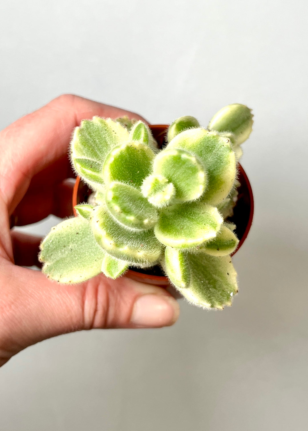 Cotyledon Ladysmithiensis Variagata - Varigated bears paw