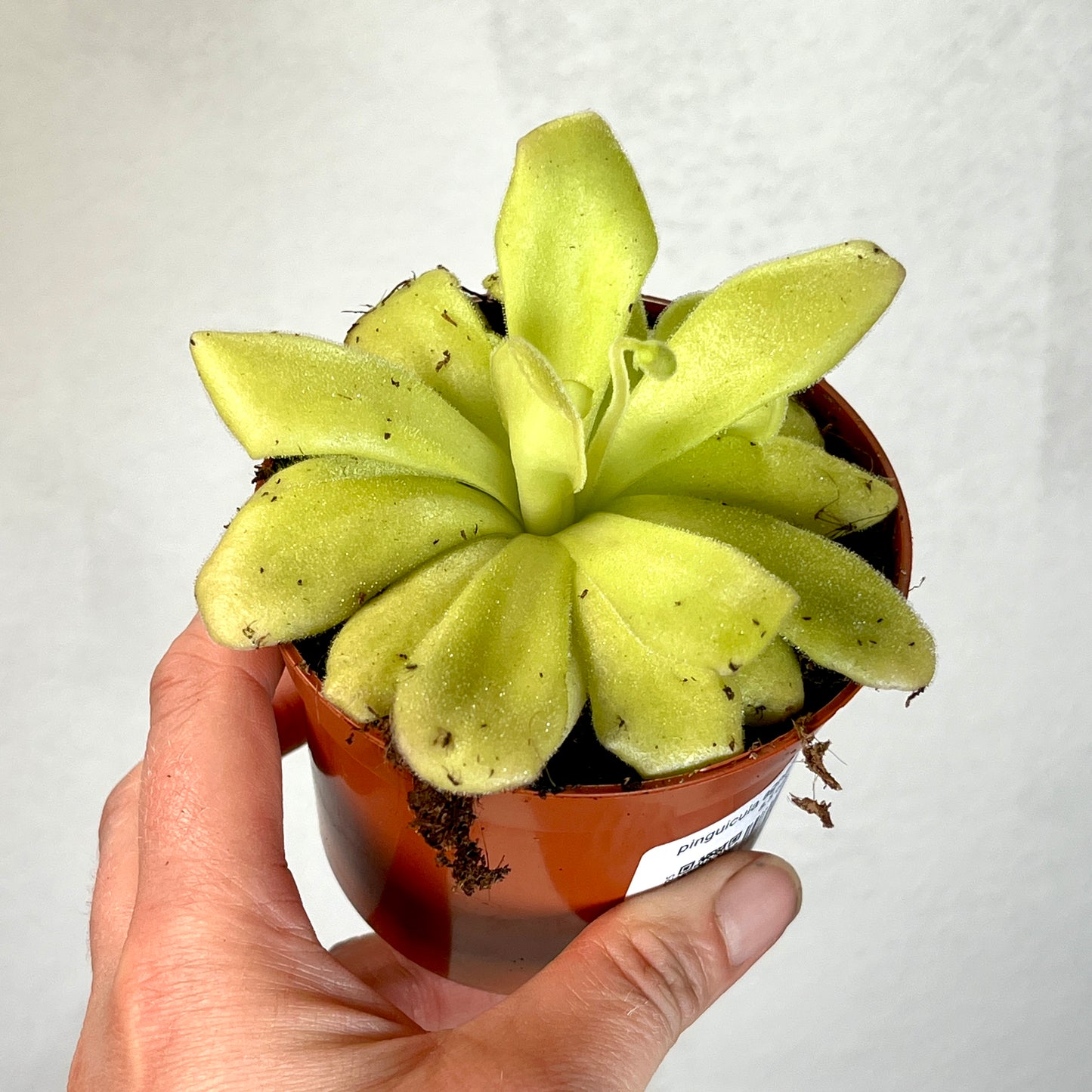 Pinguicula agnata – Mexican Butterwort