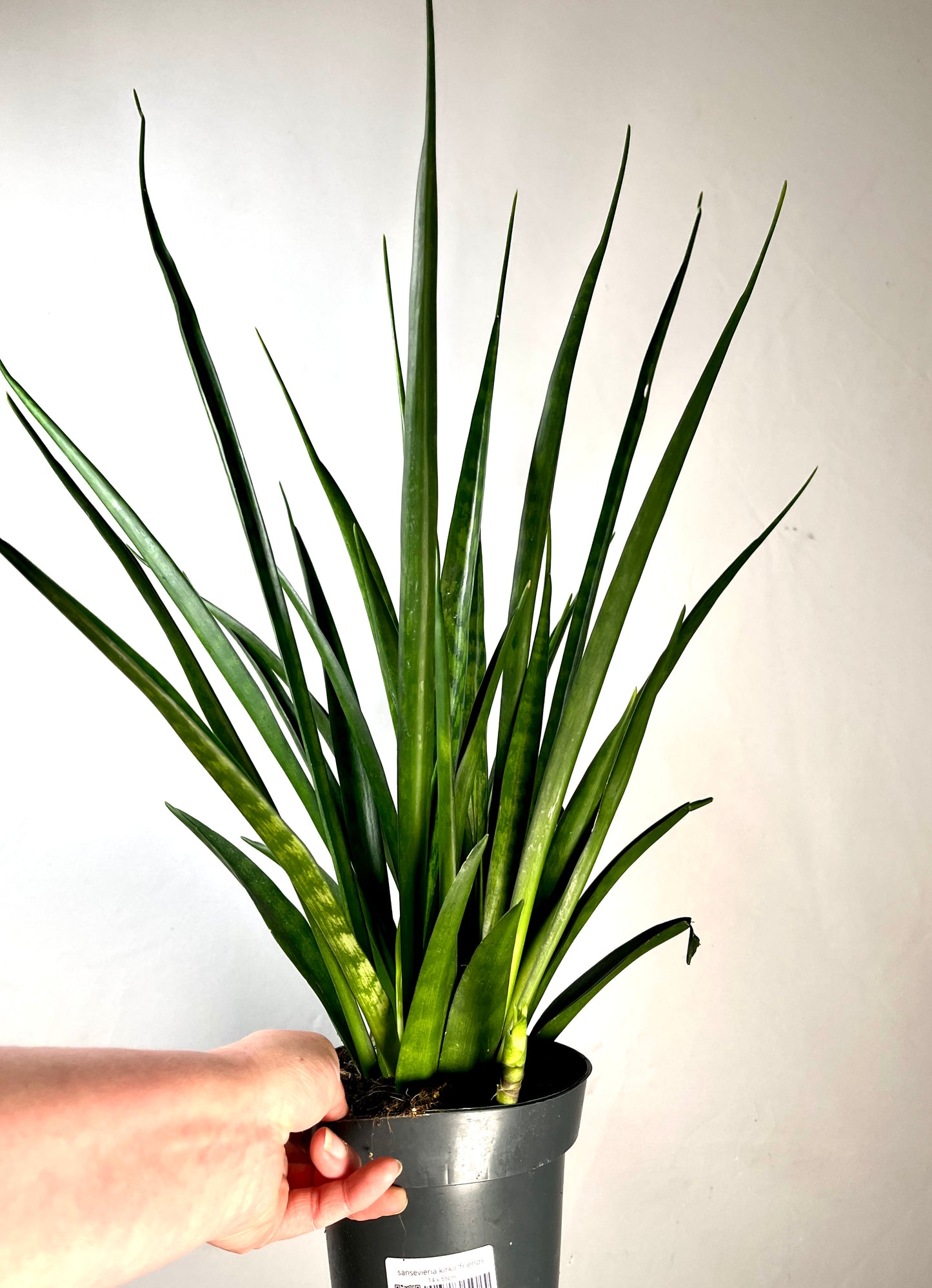 Sansevieria kirkii ‘Friends’