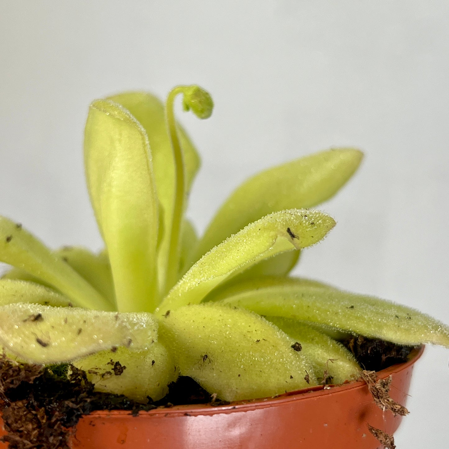 Pinguicula agnata – Mexican Butterwort