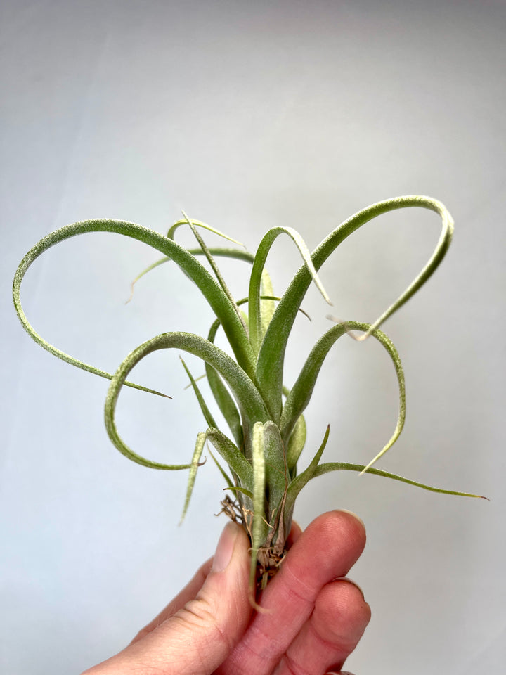 Tillandsia curly slim