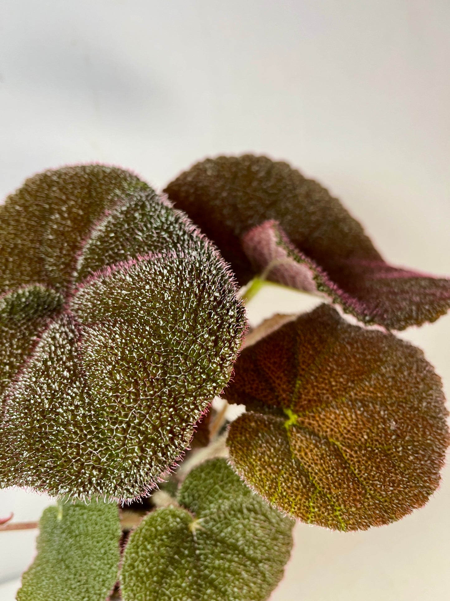 Begonia Masoniana River