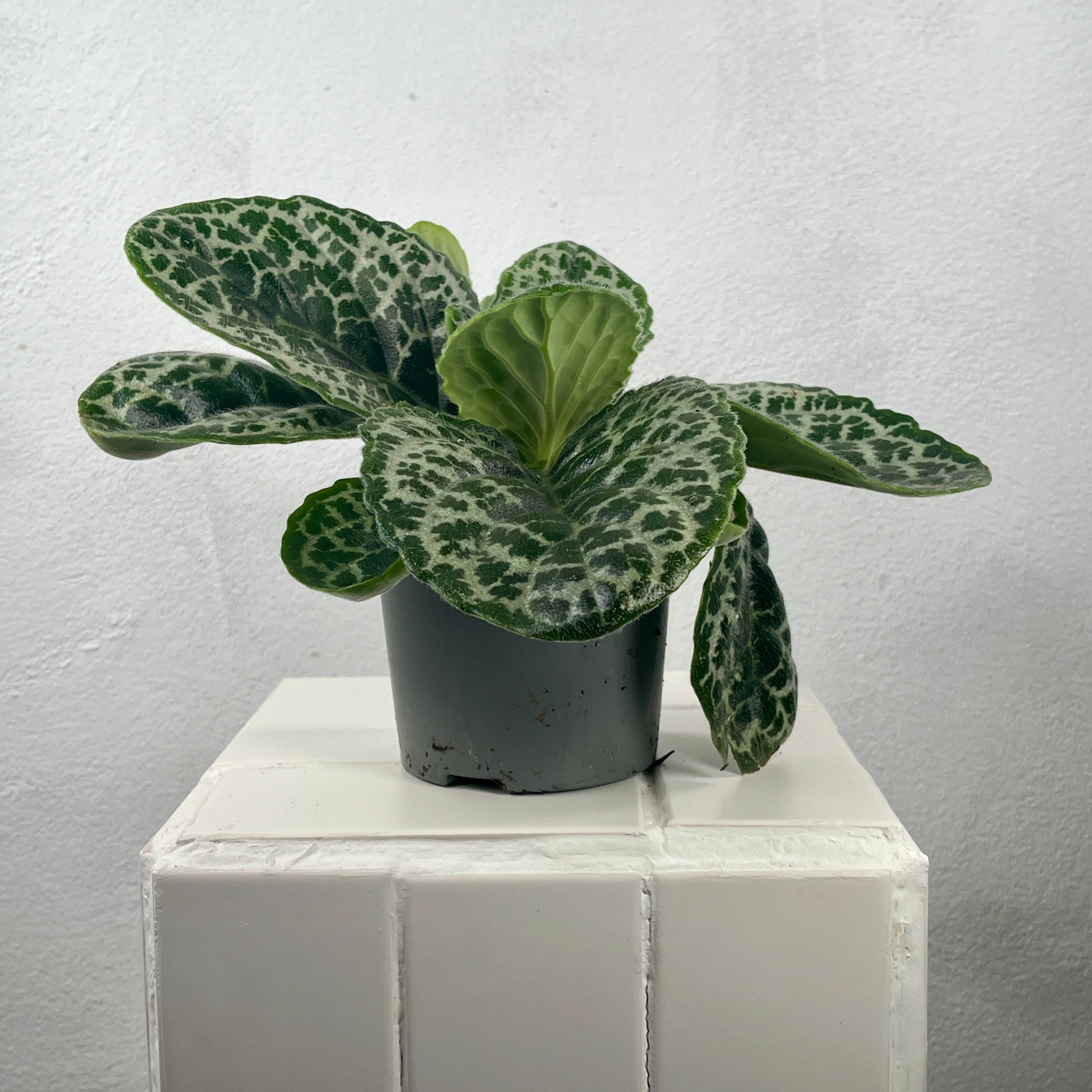 turtle house plant Streptocarpus 'Pretty Turtle' – Cape Primrose Houseplant