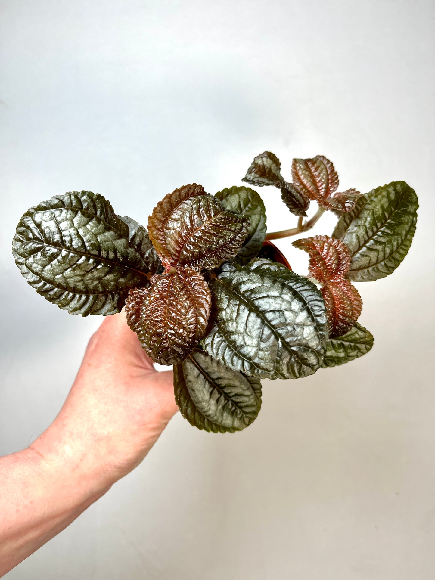 Pilea Norfolk
