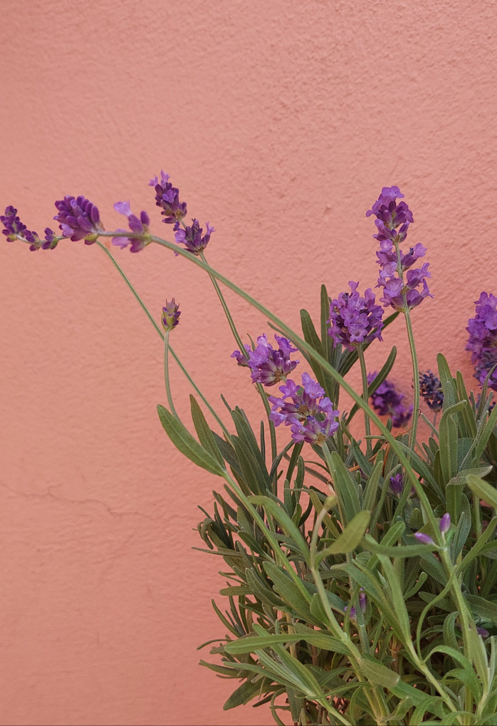 Lavandula angustifolia - English lavender