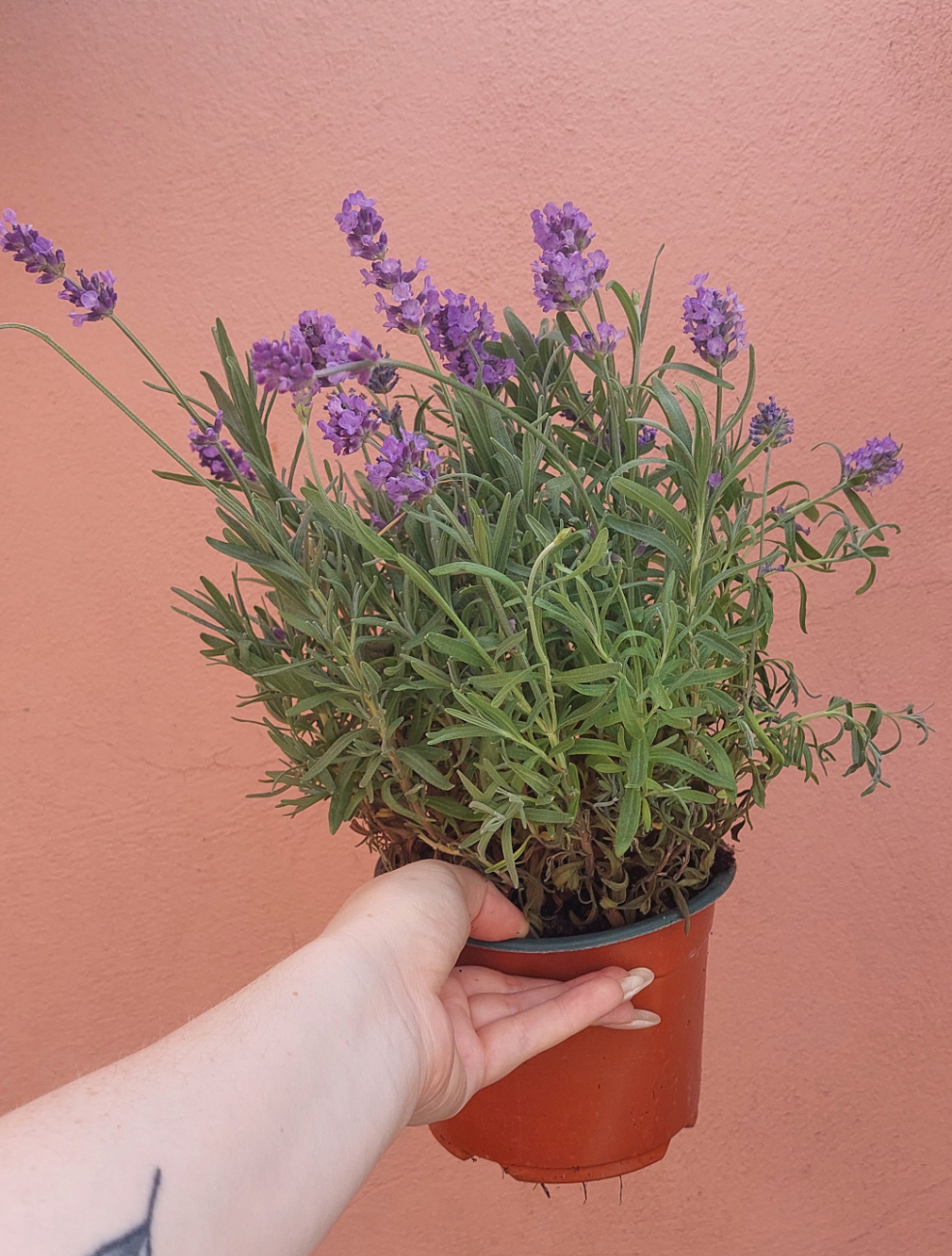 Lavandula angustifolia - English lavender