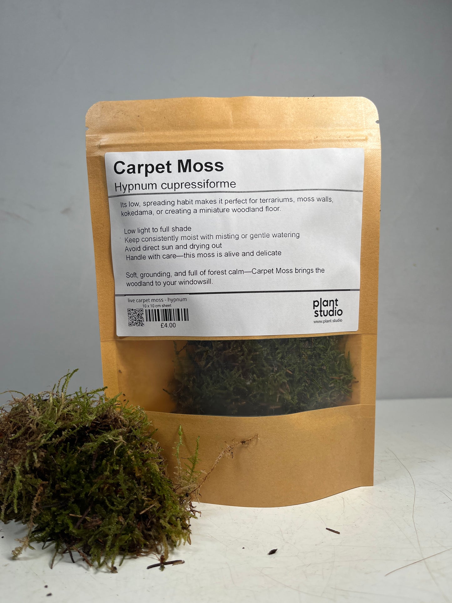 Live Carpet Moss - Hypnum cupressiforme