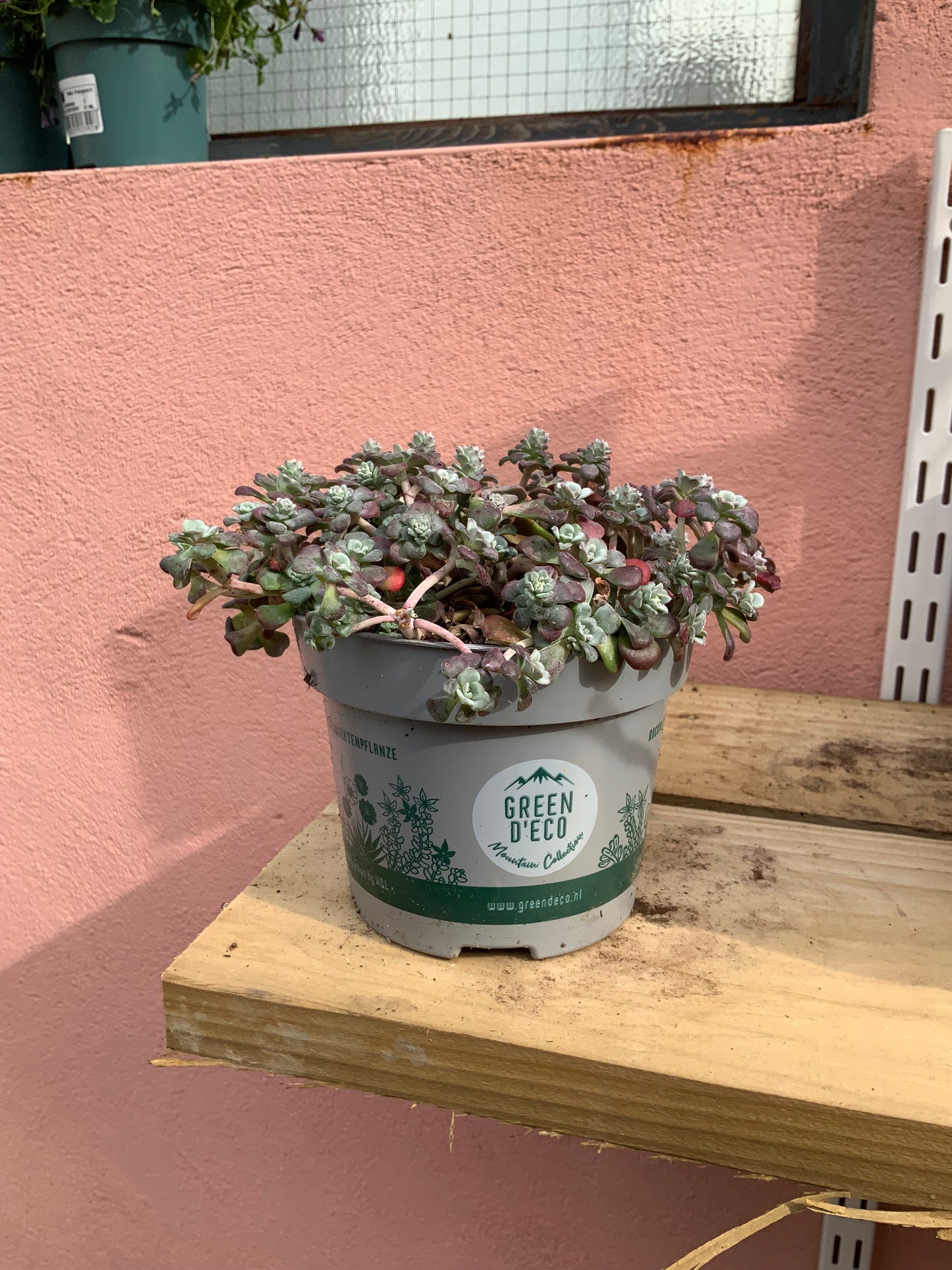 Sedum spathulifolium 'Purpureum' -purple spoon-leaved stonecrop