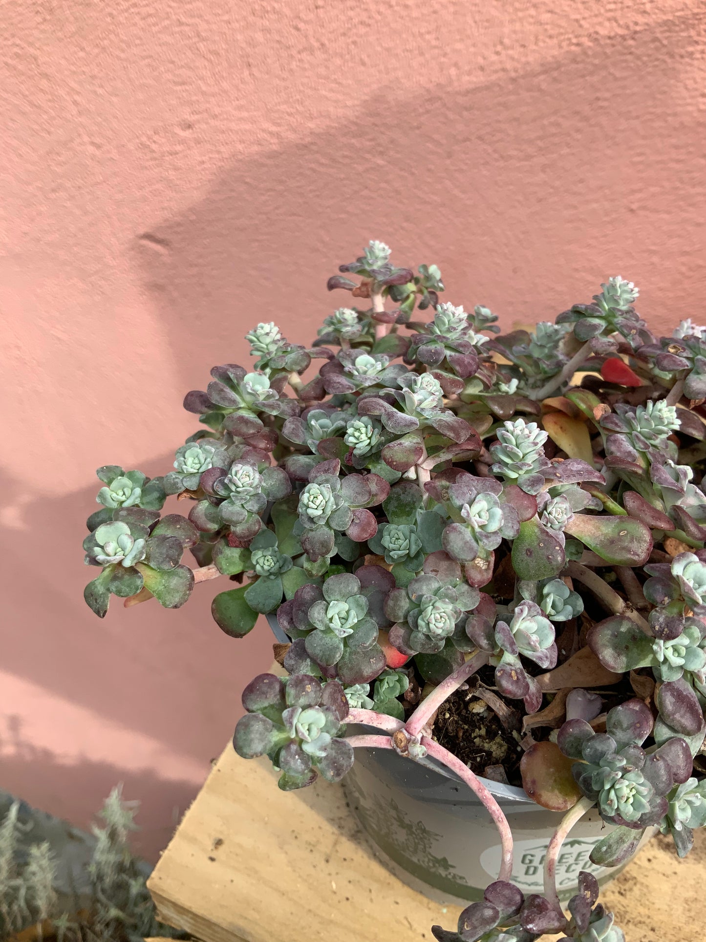 Sedum spathulifolium 'Purpureum' -purple spoon-leaved stonecrop
