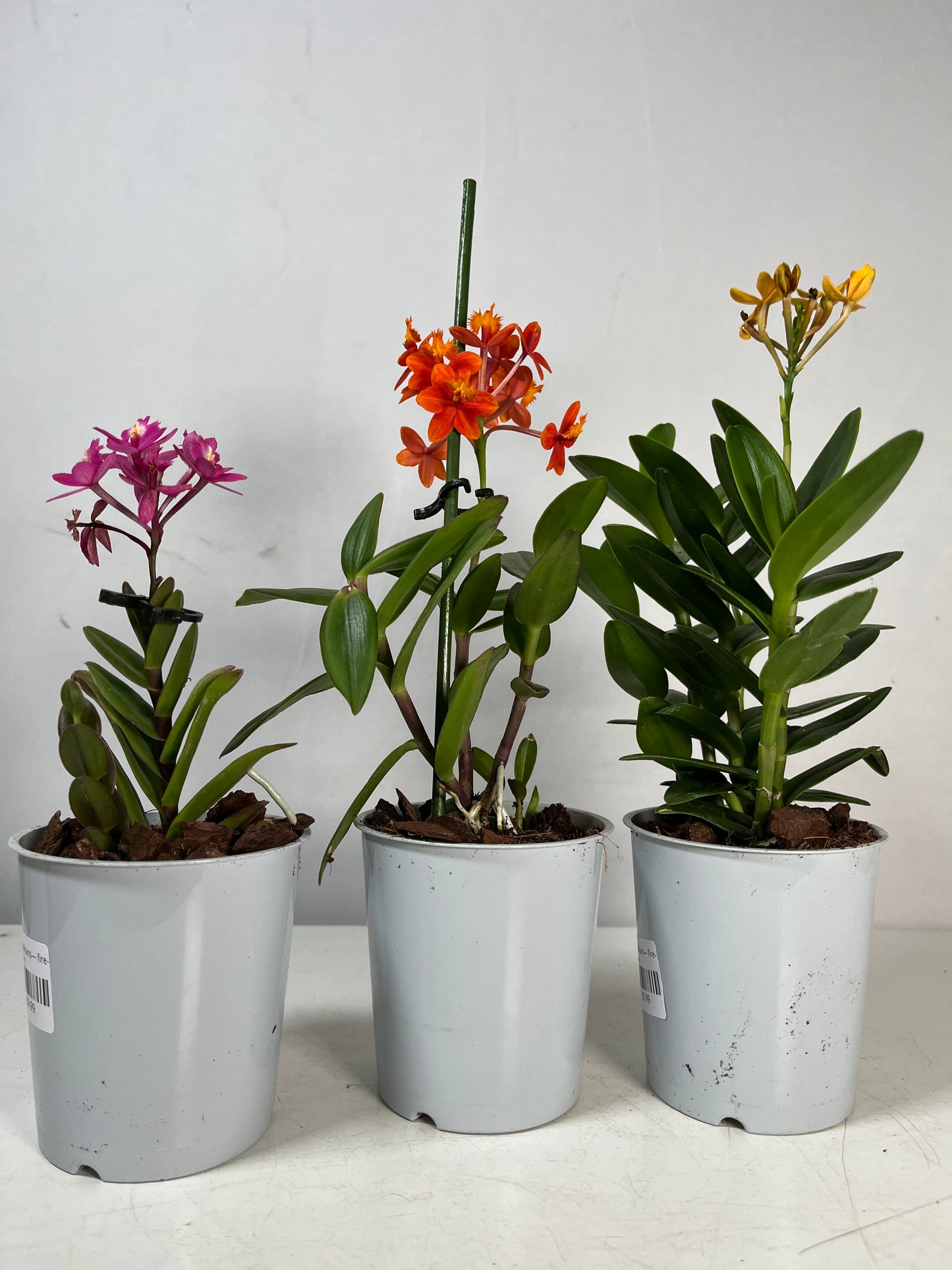 Epidendrum radicans— Fire-Star Orchid, Reed-Stem Orchid, Rainbow Orchid, or Crucifix Orchid