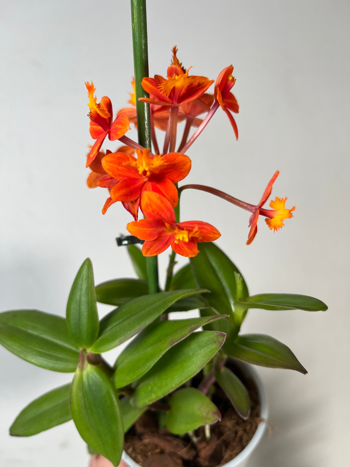 Epidendrum radicans— Fire-Star Orchid, Reed-Stem Orchid, Rainbow Orchid, or Crucifix Orchid