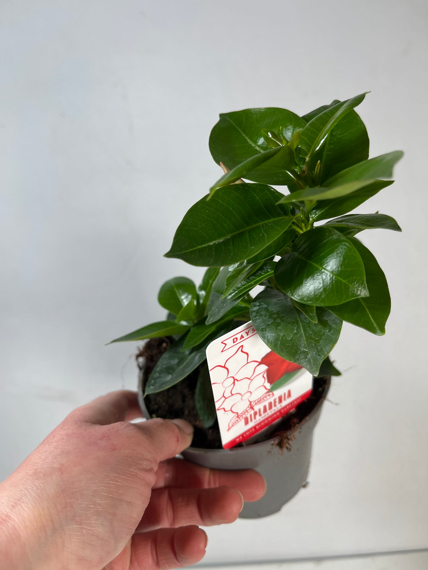 Mandevilla Deep Red - Chilean Jasmine