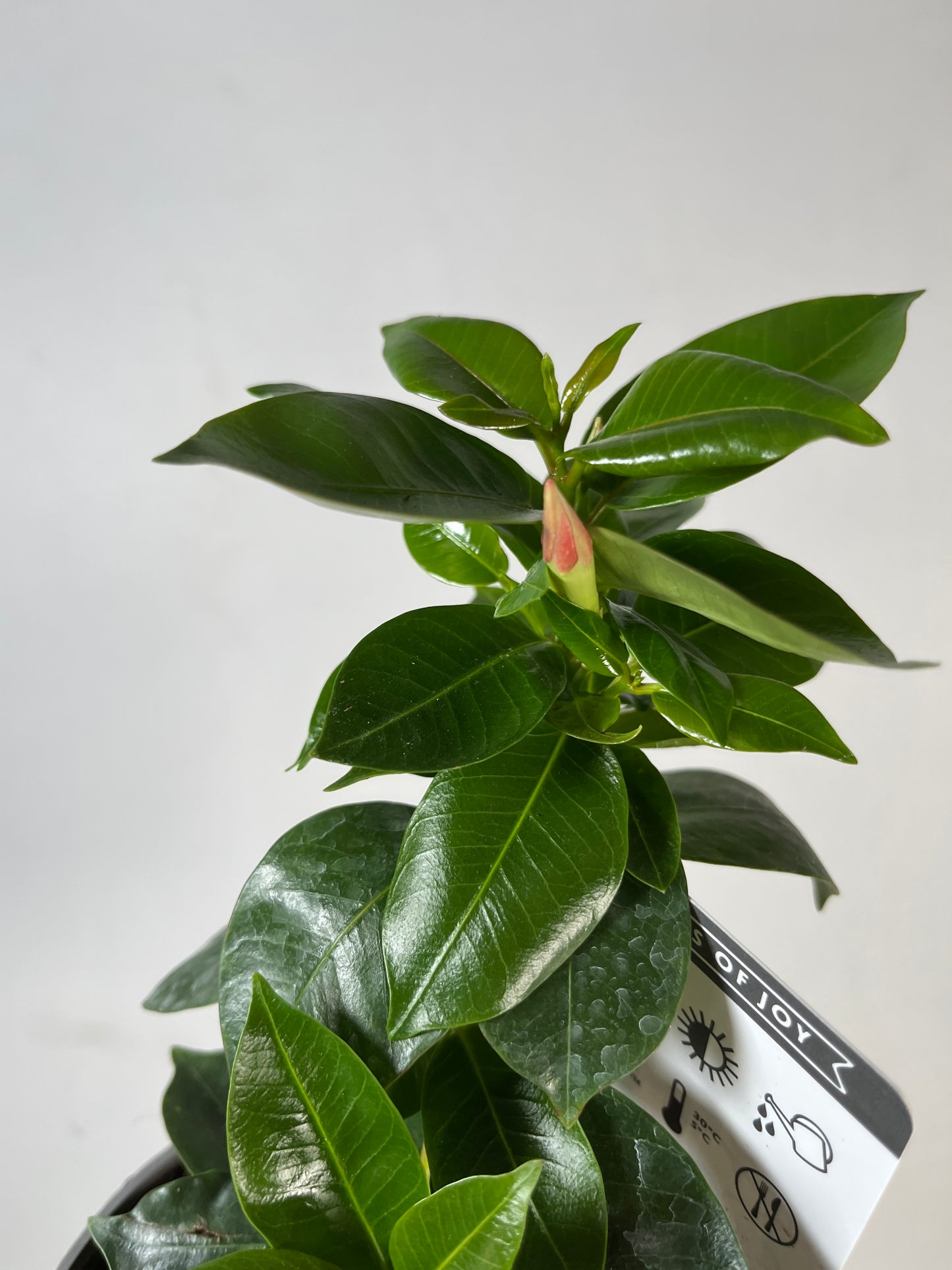 Mandevilla Deep Red - Chilean Jasmine