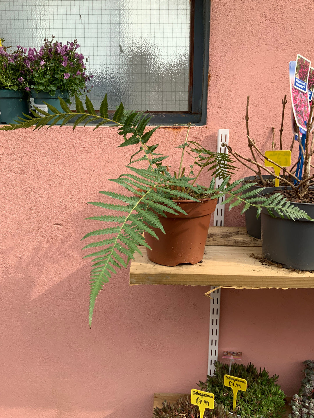 Dicksonia Antarctica - tree fern