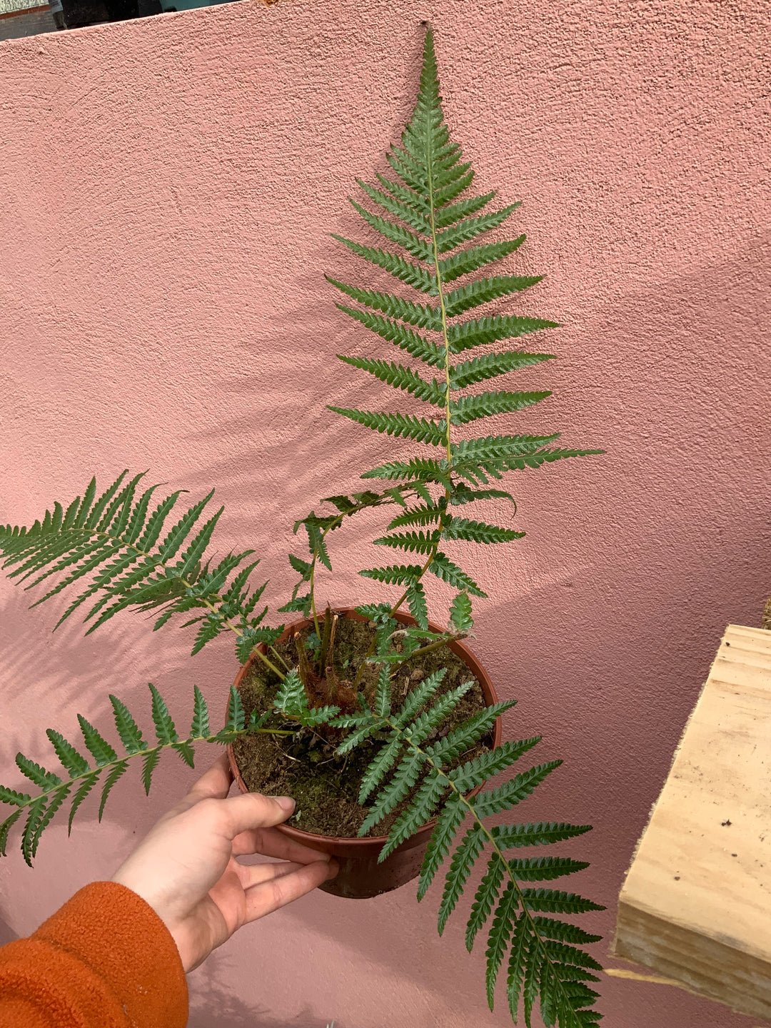 Dicksonia Antarctica - tree fern