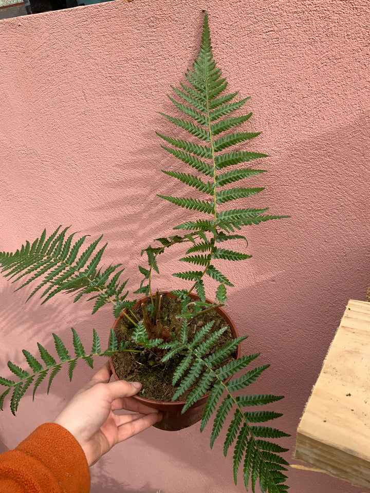 Dicksonia Antarctica - tree fern