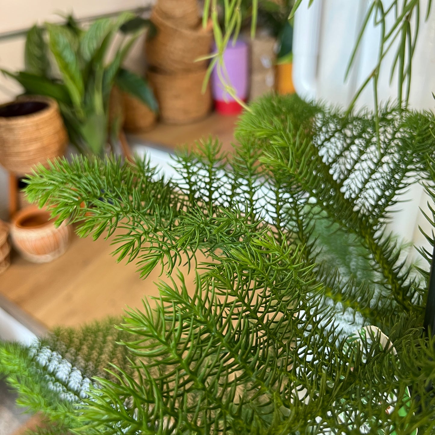 Araucaria Heterophylla-Norfolk Island Pine