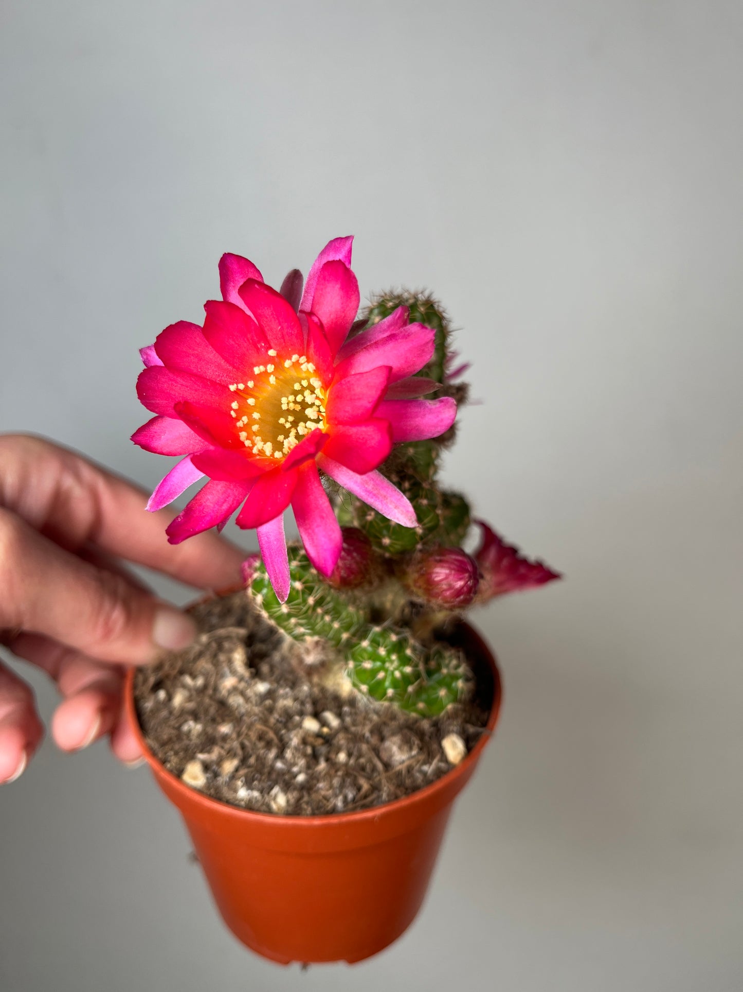 Chamaecereus ‘Ubink Cerise’ - peanut cactus