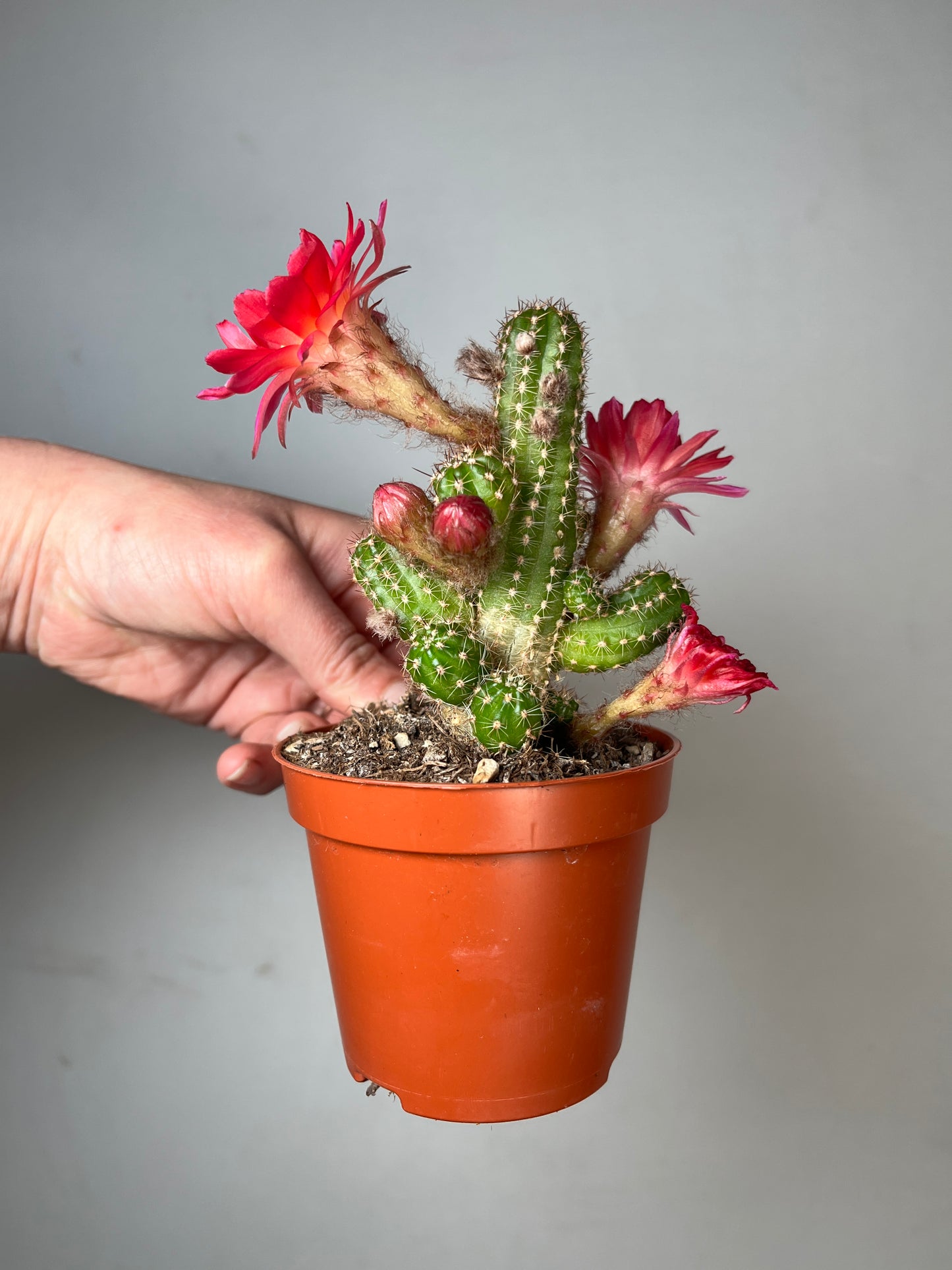 Chamaecereus ‘Ubink Cerise’ - peanut cactus