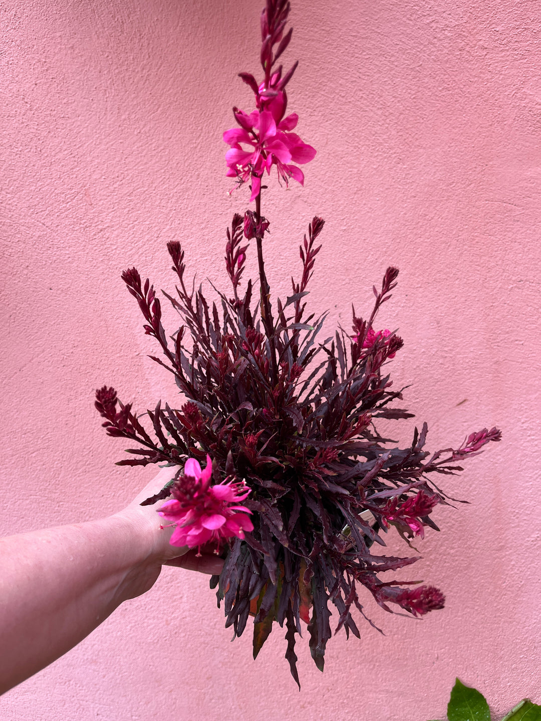Gaura lindheimeri Siskiyou Pink