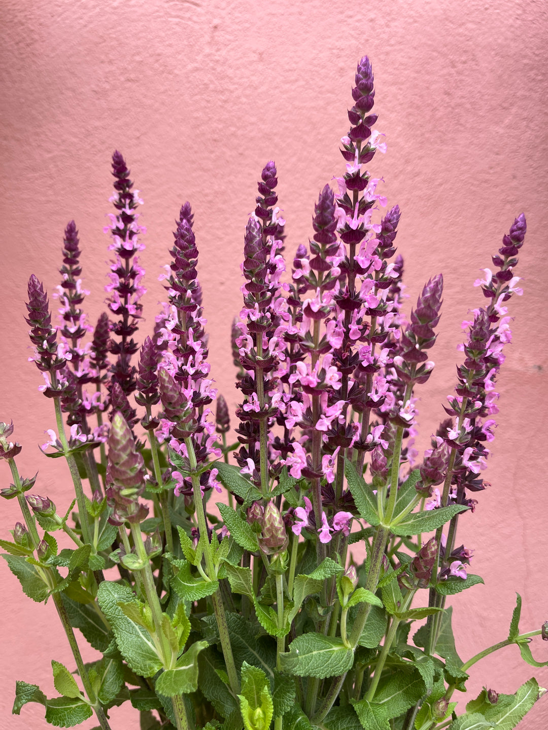 Salvia nemorosa ‘Sensation Deep Rose’ Balkan Clary - Perennial Sage