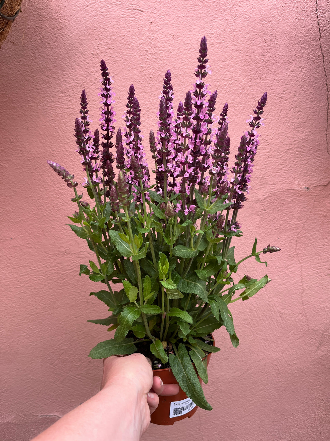 Salvia nemorosa ‘Sensation Deep Rose’ Balkan Clary - Perennial Sage