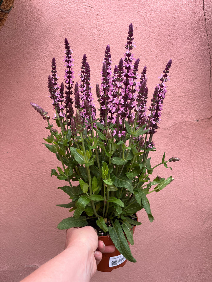 Salvia nemorosa ‘Sensation Deep Rose’ Balkan Clary - Perennial Sage