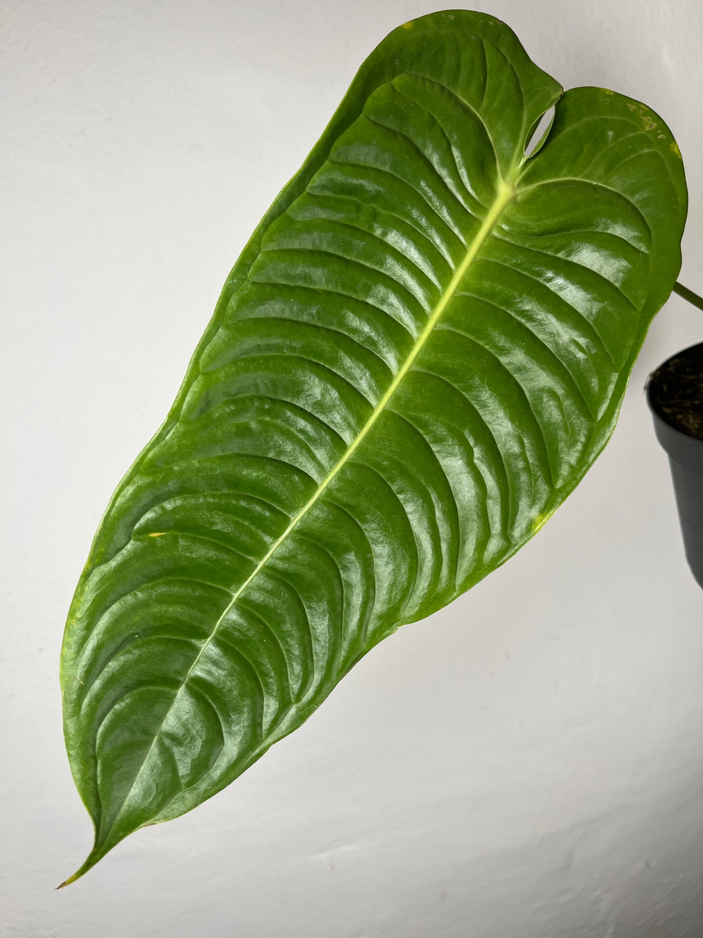 Anthurium Veitchii – King Anthurium