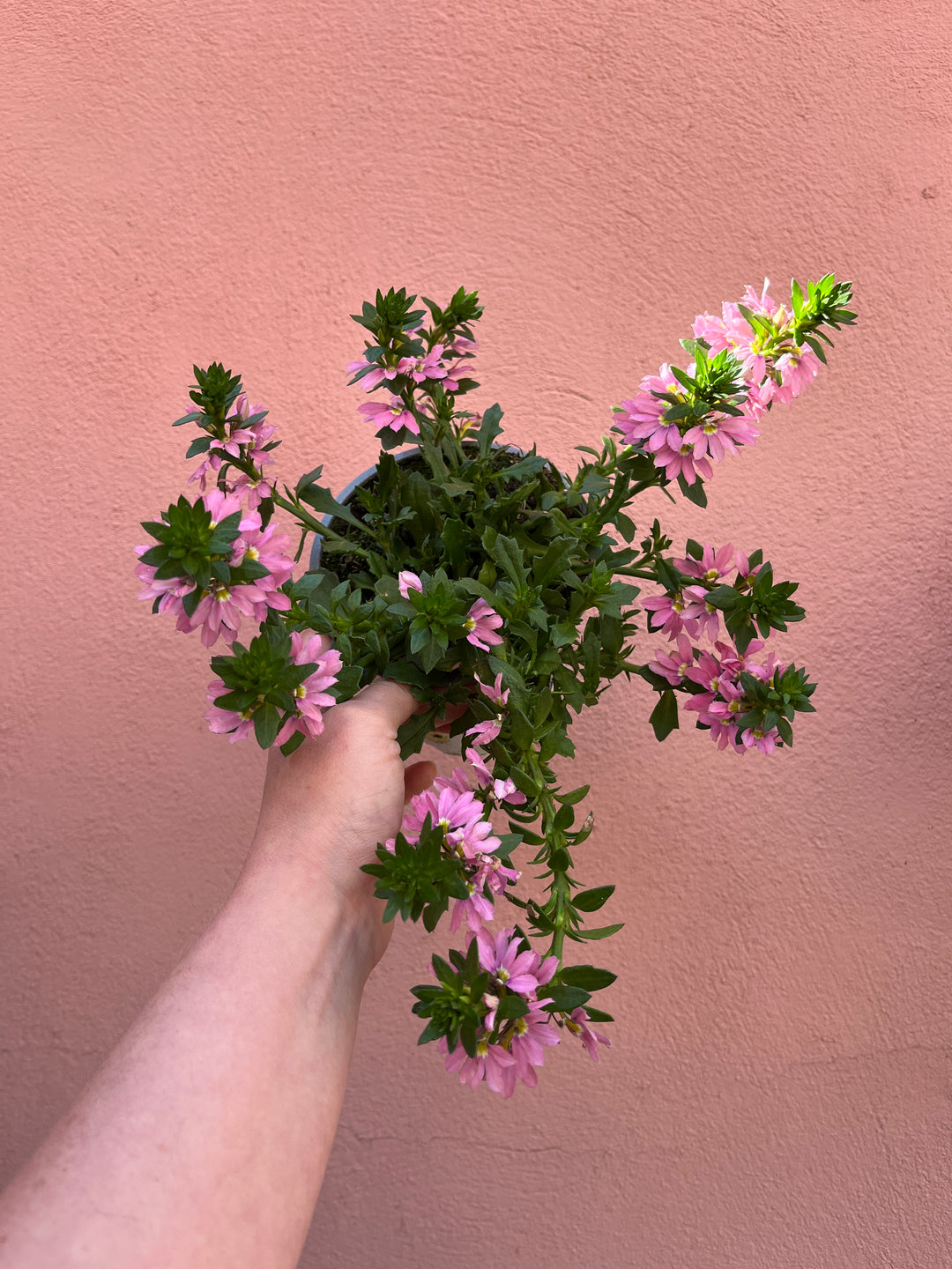 Scaevola  - Fan flower