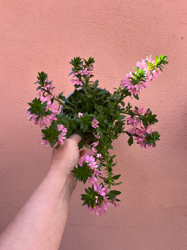 Scaevola  - Fan flower